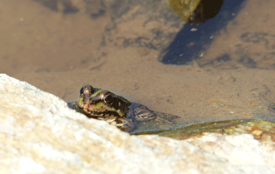 Grenouille